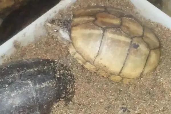 果核泥龟是否需要冬眠，主要取决于个人意愿