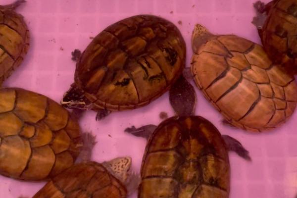 果核泥龟是否需要冬眠，主要取决于个人意愿