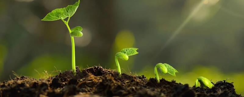 怎么测定蔬菜种子的含水量