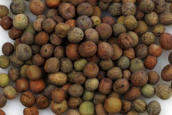 怎么测定蔬菜种子的含水量，可采用标准检验法、感官测定法等方式