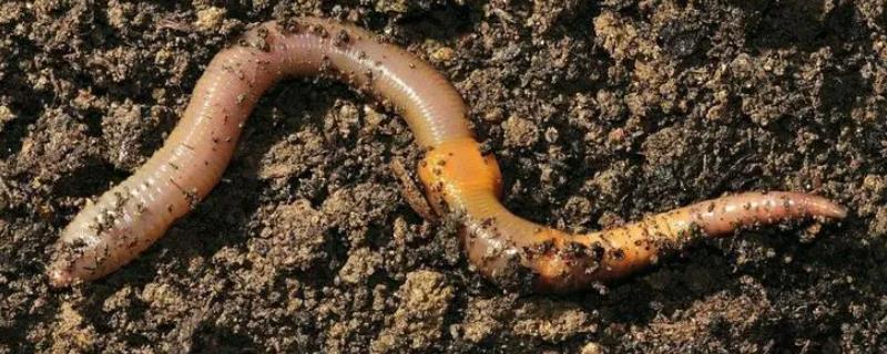 泡沫箱养蚯蚓老往外爬出来的原因