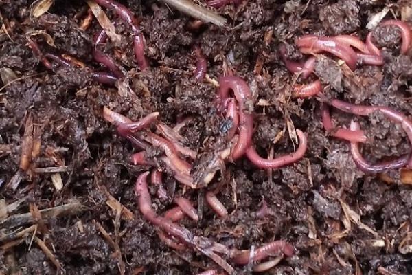 泡沫箱养蚯蚓老往外爬出来的原因，可能是土壤温度过高或水分太少