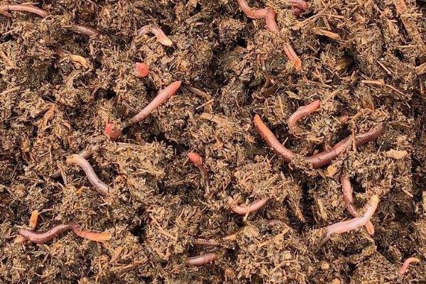 泡沫箱养蚯蚓老往外爬出来的原因，可能是土壤温度过高或水分太少