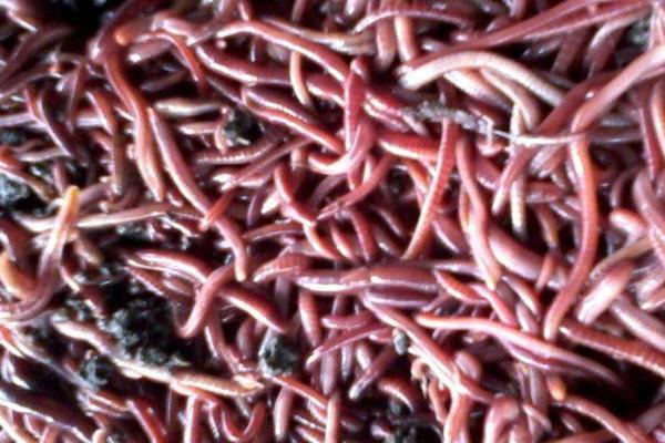 泡沫箱养蚯蚓老往外爬出来的原因，可能是土壤温度过高或水分太少