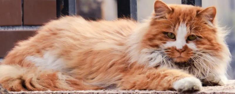 一直高冷的猫咪为什么突然变得粘人