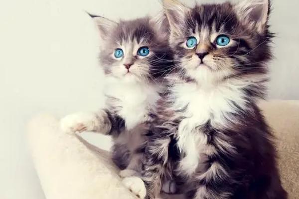 一直高冷的猫咪为什么突然变得粘人,一般表明它生病了