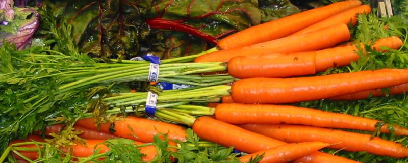 胡萝卜几天发芽出土