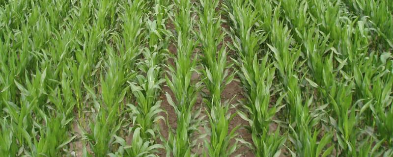 打药几小时内不能下雨