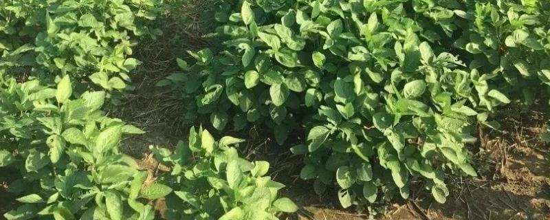 大豆死苗的原因及防治措施