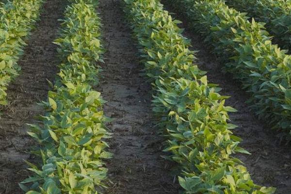 大豆死苗的原因及防治措施，顶枯病、孢囊线虫、豆秆蝇病均有可能引起死苗