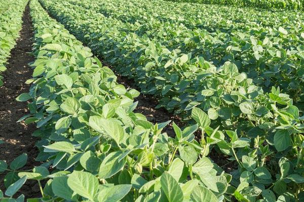 大豆死苗的原因及防治措施，顶枯病、孢囊线虫、豆秆蝇病均有可能引起死苗