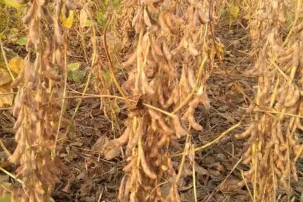 大豆死苗的原因及防治措施，顶枯病、孢囊线虫、豆秆蝇病均有可能引起死苗