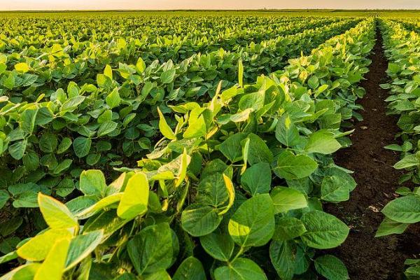 大豆死苗的原因及防治措施，顶枯病、孢囊线虫、豆秆蝇病均有可能引起死苗