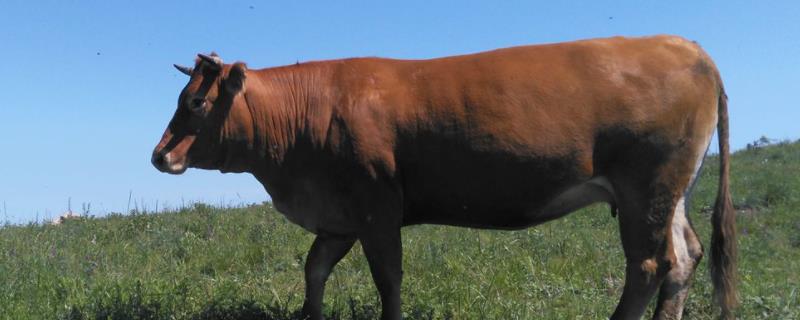 养牛冬天没草吃怎么办