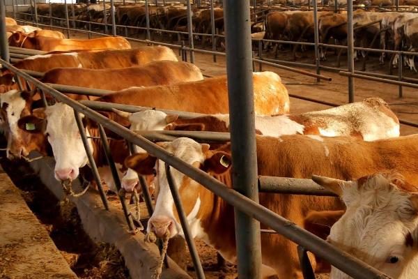 养牛冬天没草吃怎么办，可以用玉米秸秆或者小麦秸秆代替