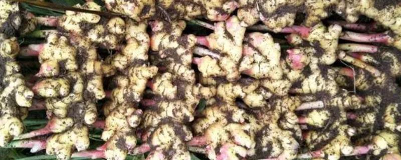 生姜茎基腐病是什么引起的