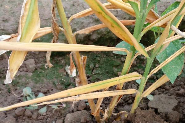 生姜茎基腐病病源，由疫霉菌、腐霉菌等和少许复合侵染引起的