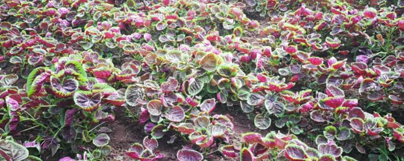 红苋菜什么时候种比较好