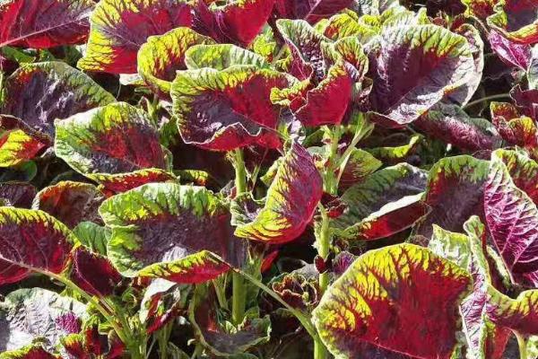 红苋菜的种植时间，最佳种植时间在3-4月