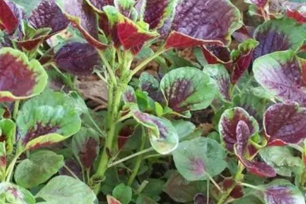 红苋菜的种植时间，最佳种植时间在3-4月