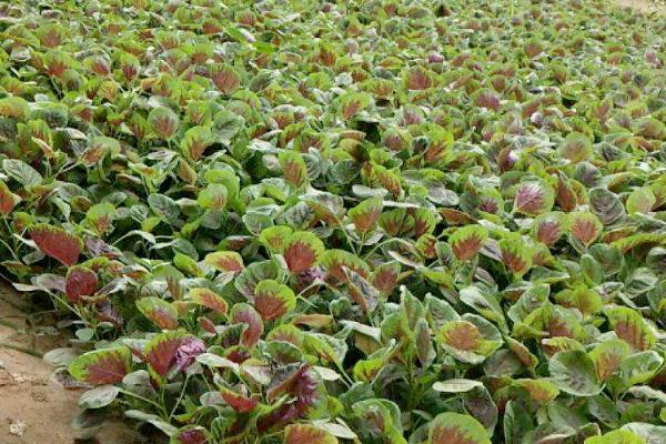 红苋菜的种植时间，最佳种植时间在3-4月