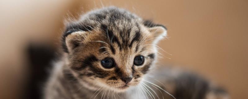 蠕形螨猫有什么症状