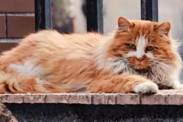 蠕形螨猫症状，感染初期发生在眼睑和眼周等处有银白色黏性的糠皮样鳞屑