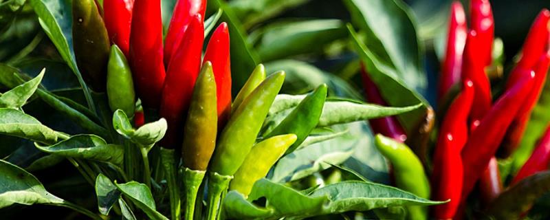 辣椒多久浇一次水