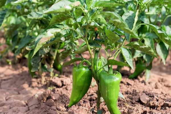 辣椒多久浇一次水,一般两天浇一次水