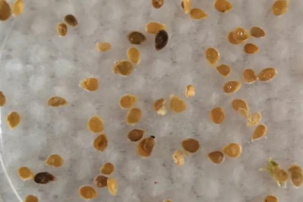 辣椒多久浇一次水,一般两天浇一次水