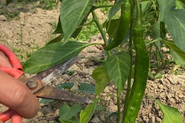 辣椒多久浇一次水,一般两天浇一次水