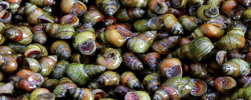 田螺的生活习性