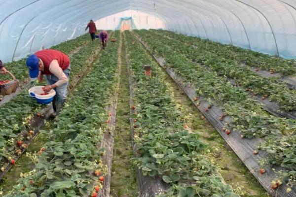 采摘草莓后怎么管理，采果后要及时摘除刚长出的匍匐茎