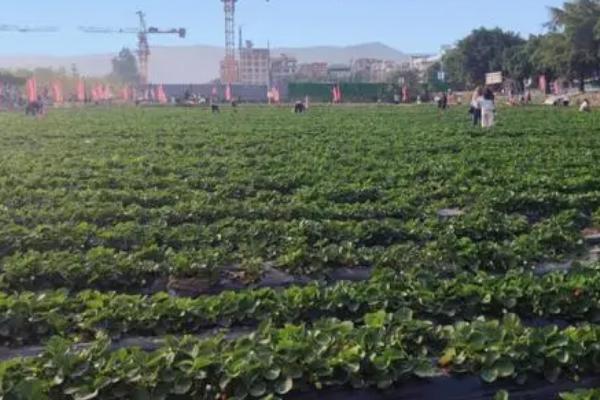 采摘草莓后怎么管理，采果后要及时摘除刚长出的匍匐茎