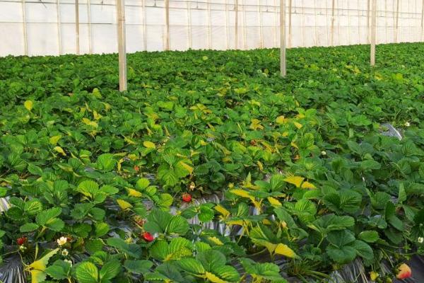 采摘草莓后怎么管理，采果后要及时摘除刚长出的匍匐茎