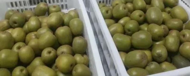 猕猴桃能放几天