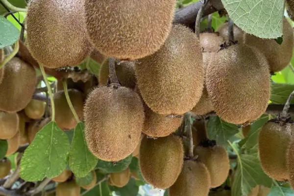 猕猴桃能放几天，与储藏方式、自身成熟度和存放温度有关