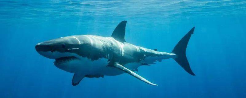 大白鲨的体长和体重
