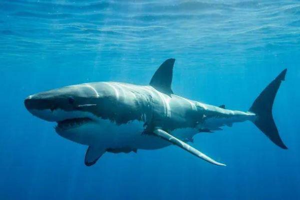 大白鲨的体长和体重，成年后体长多为4-6米、体重多为2吨左右