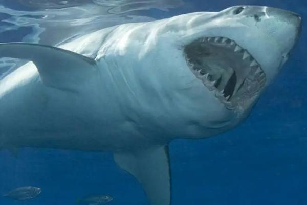 大白鲨的体长和体重，成年后体长多为4-6米、体重多为2吨左右