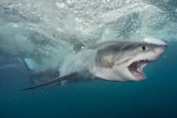 大白鲨的体长和体重，成年后体长多为4-6米、体重多为2吨左右