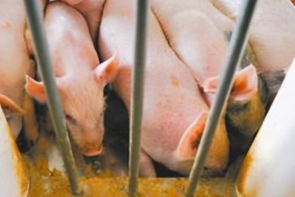 什么是莱猪，是指用含有莱克多巴胺的饲料养出来的猪