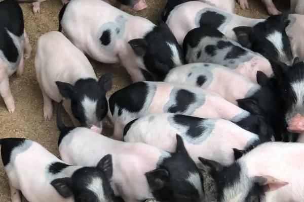 什么是莱猪，是指用含有莱克多巴胺的饲料养出来的猪