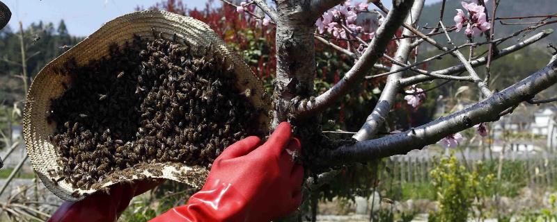 新手初次如何收蜂