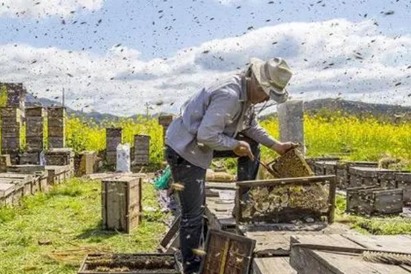 新手初次如何收蜂，收蜂笼要固定好