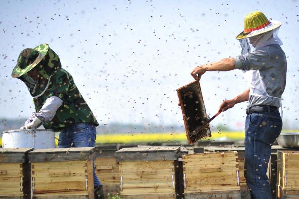 新手初次如何收蜂，收蜂笼要固定好