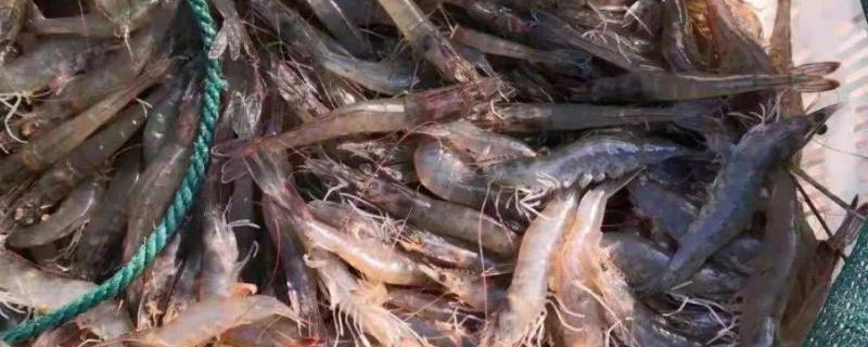 养虾要过多久才能上市