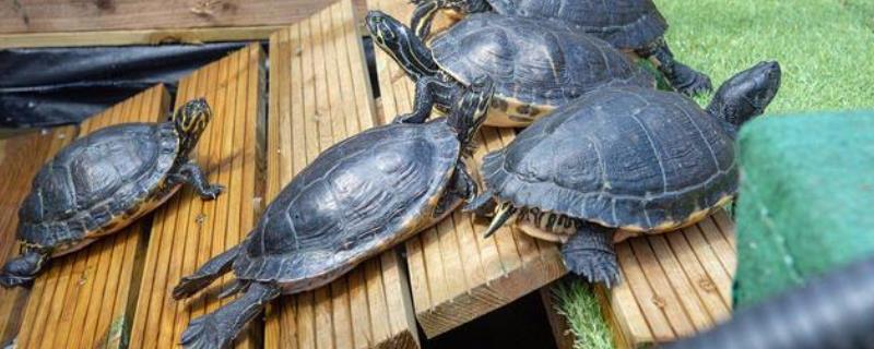 乌龟晒太阳有什么好处