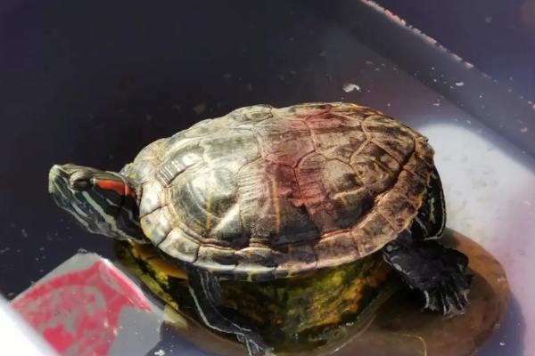 乌龟晒太阳有什么好处，可促进合成钙质