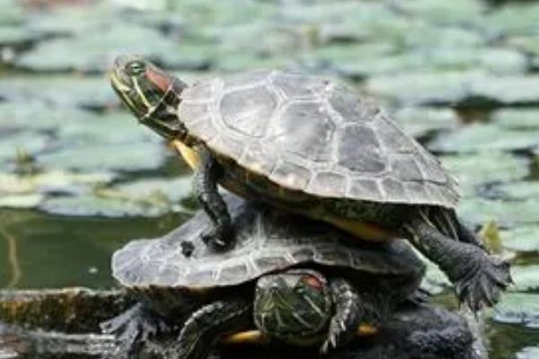 乌龟晒太阳有什么好处，可促进合成钙质